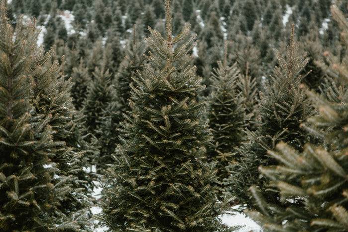 Christmas trees in a field